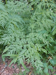 Anthriscus sylvestris