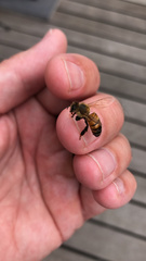 Apis mellifera
