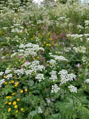 Anthriscus sylvestris