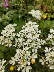 Anthriscus sylvestris