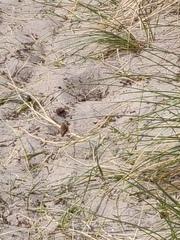 Aphantopus hyperantus