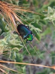 Chrysochares asiaticus