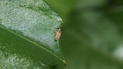 Physatocheila chiniana