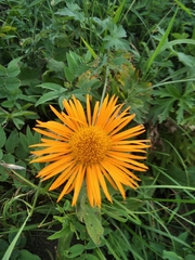 Pentanema orientale