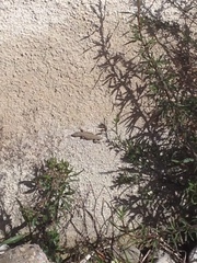 Podarcis muralis