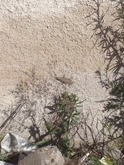 Podarcis muralis