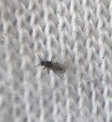 Culicoides