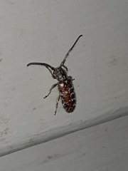 Eupogonius tomentosus