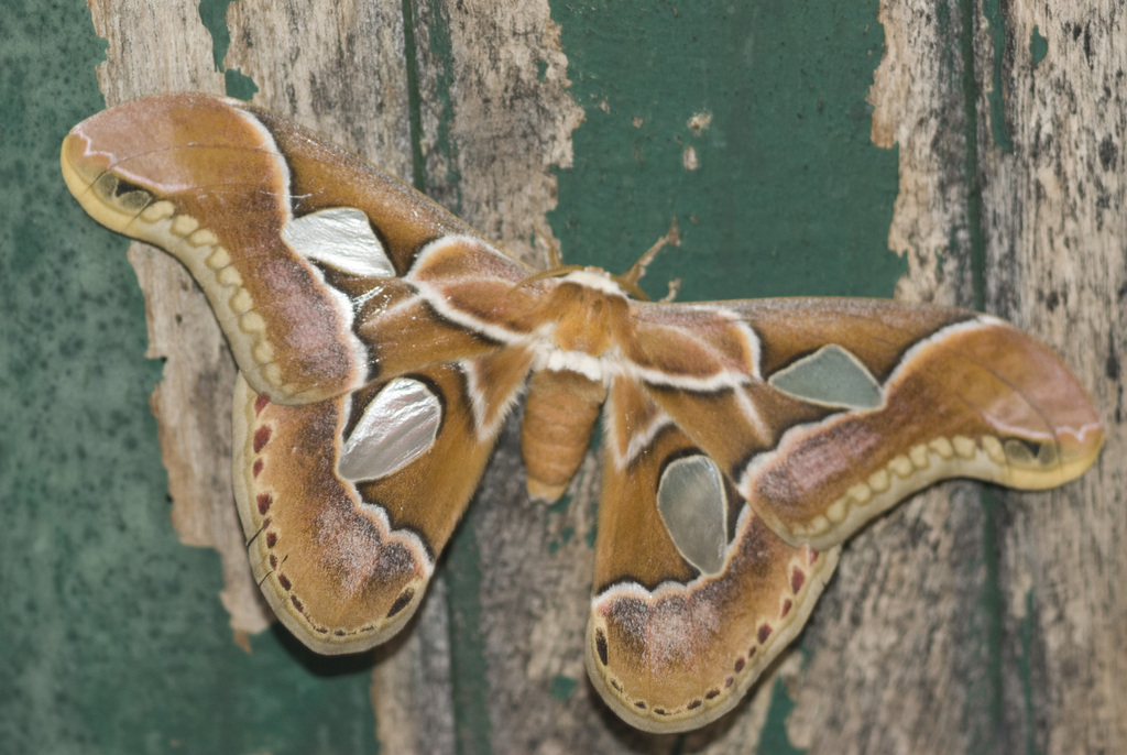 Rothschildia arethusa
