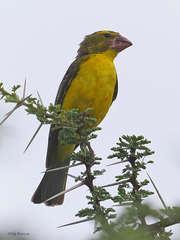 Northern Grosbeak-Canary photo 2