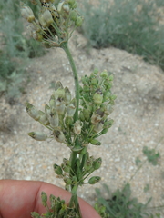 Silene densiflora