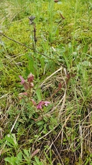 Pedicularis sylvatica