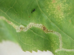 Aulagromyza orbitalis