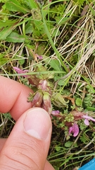 Pedicularis sylvatica