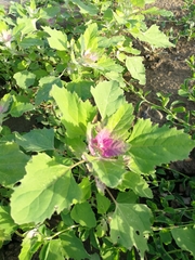 Chenopodium album