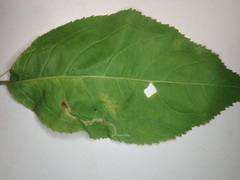 Aulagromyza orbitalis