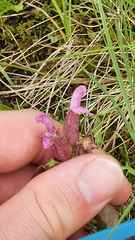 Pedicularis sylvatica