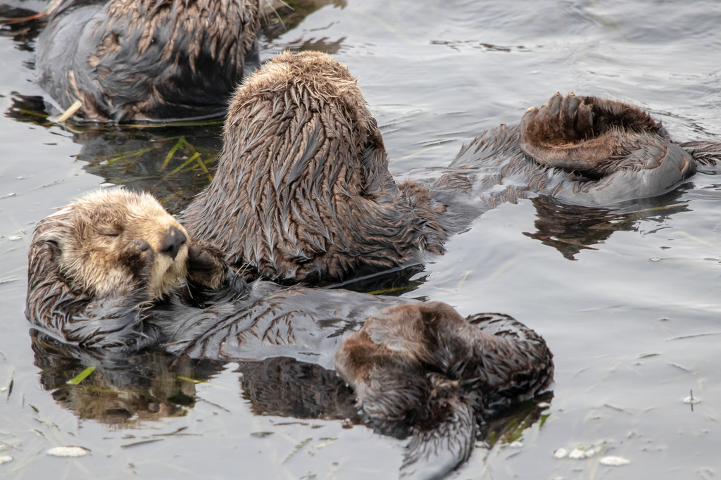 Sea Otter in June 2021 by Zack Abbey · iNaturalist