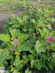 Chenopodium album