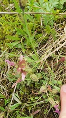 Pedicularis sylvatica