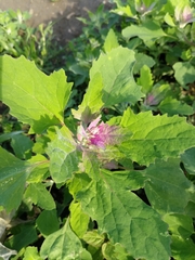 Chenopodium album