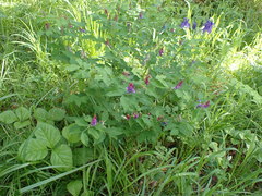 Vicia venosa baicalensis