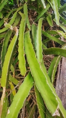 Selenicereus undatus