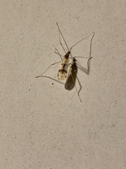 Erioptera venusta
