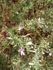 Ononis spinosa antiquorum