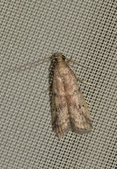 Ephestia elutella