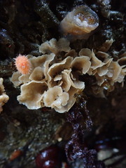 Dendrobeania lichenoides