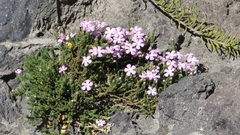 Ourisia microphylla