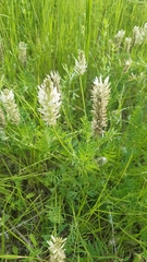 Astragalus austrosibiricus