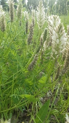 Astragalus austrosibiricus