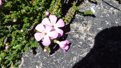 Ourisia microphylla
