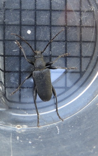 Neanthophylax tenebrosus