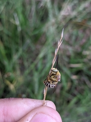 Anthophora californica