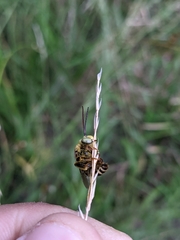 Anthophora californica