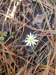 Anemone berlandieri