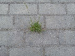 Lolium perenne