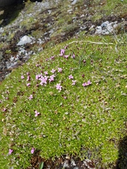 Silene acaulis acaulis