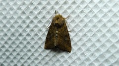 Protorthodes incincta