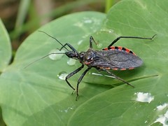 Rhynocoris leucospilus sibiricus