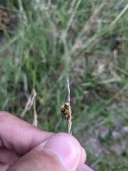 Anthophora californica