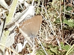 Satyrium esculi