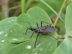 Rhynocoris leucospilus sibiricus