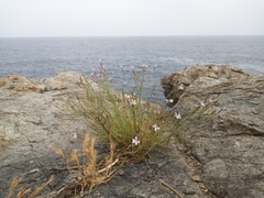 Dianthus pyrenaicus attenuatus