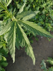 Cannabis sativa