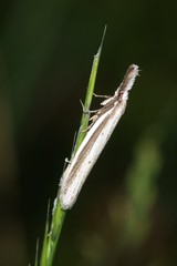 Pleurota bicostella