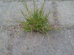 Lolium perenne